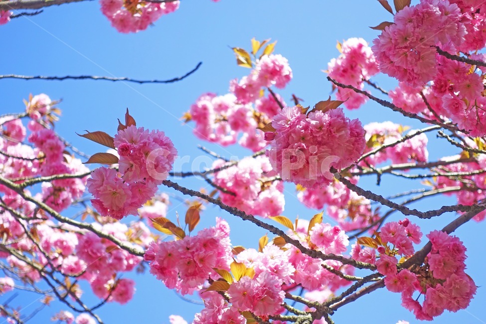 벚꽃,cherryblossom,꽃,분홍색,분홍,pink,tree,flower,spring,봄