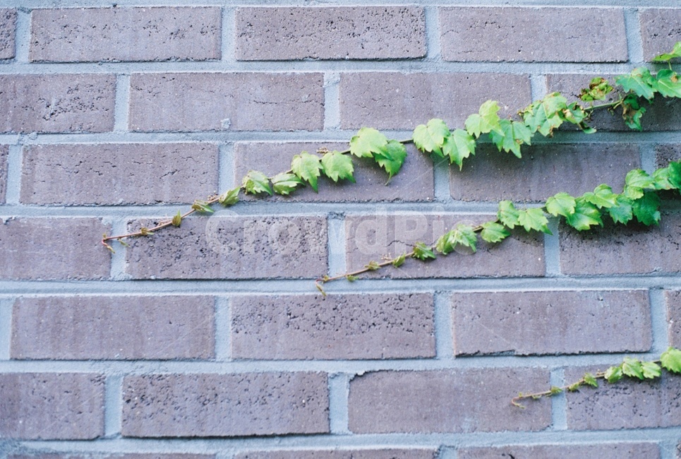 담,풀,담쟁이,초록,세개,넝쿨,식물,자연,plants,nature