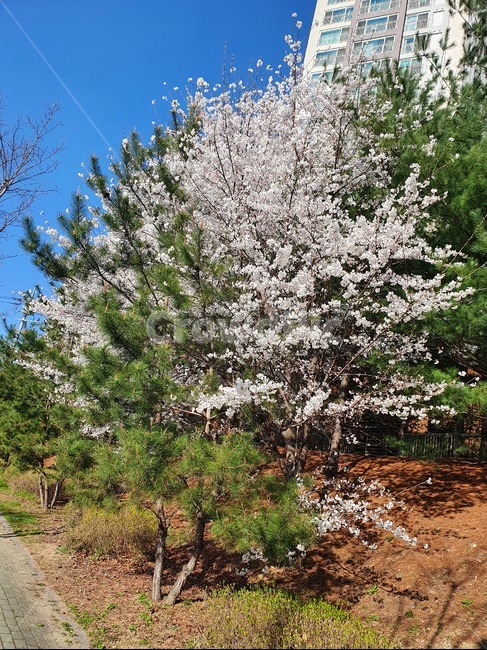 식물,tree,나무,벚꽃,꽃