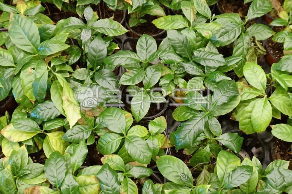 커피나무,커피묘목,나무,커피,잎사귀,coffeetree,tree,leaf,식물,plant
