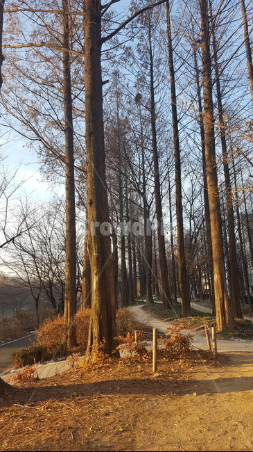 숲,산책,힐링,싱그러운,햇살,자연,가을,가을,계절,fall,autumn,season,자연,풍경,nature,landscape,tree,나무,plant,식물,tree trunk,나무 줄기