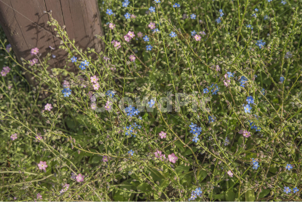 꽃,들꽃,봄꽃,파란꽃,분홍꽃,식물,자연,plants,nature,꽃,flower