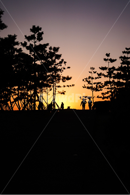 다대포해수욕장,일몰,나무,실루엣,노을,dadaepobeach,sunset,tree,감성,silhouetee,공원,park,자연,풍경,nature,landscape,실루엣,그림자,silhouette,shadow,outdoors,옥외