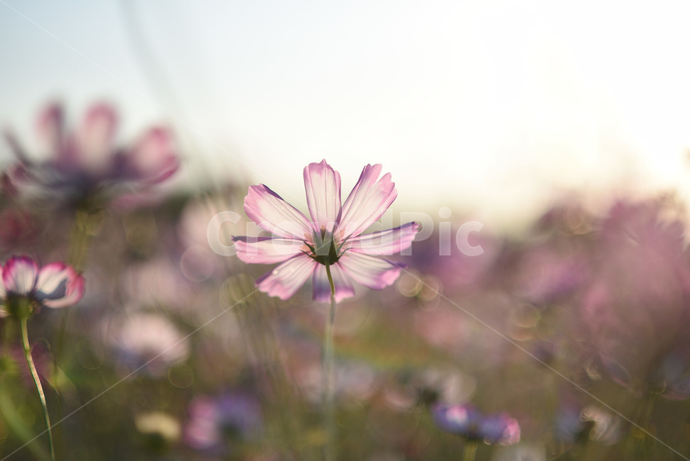 코스모스,식물,풍경,꽃,야생화,가을꽃,flower,가을,가을,계절,fall,autumn,season,식물,자연,plants,nature,꽃,flower,plant,daisies,데이지,blossom,daisy