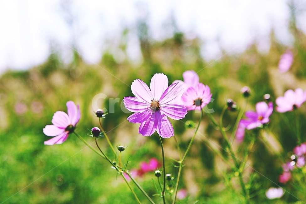 코스모스,꽃,꽃잎,식물,가을,가을꽃공원,자연,가을,계절,fall,autumn,season,식물,자연,plants,nature,꽃,flower,blossom,geranium,제라늄,plant