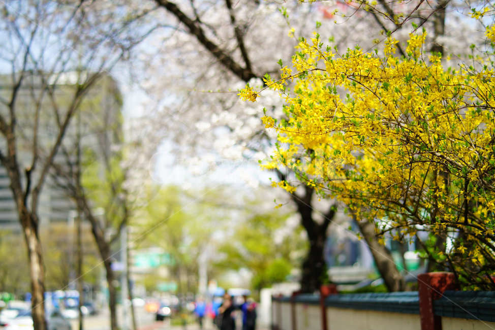 봄정취,봄꽃,봄내음,개나리,노란꽃,봄,계절,spring,season,자연,풍경,nature,landscape,path,통로,tree,나무,tree trunk,나무 줄기,plant,식물