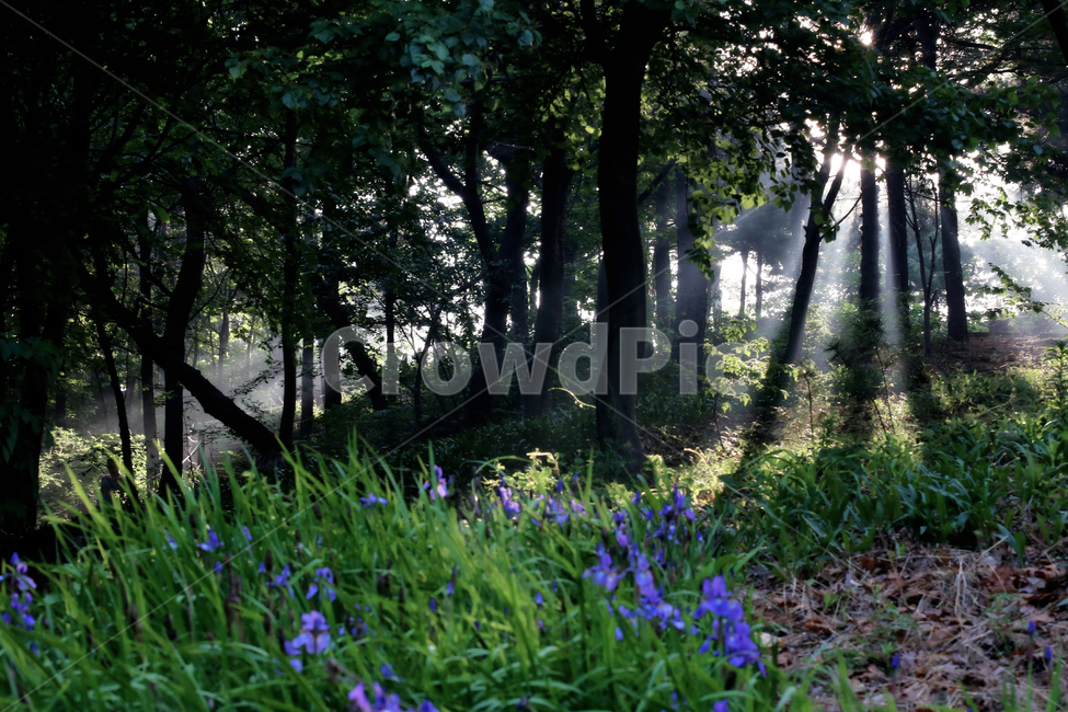 산행,아침,햇살,등산로,소래산,자연,풍경,nature,landscape,plant,식물,vegetation,초목,tree,나무,land,땅,woodland,삼림지,outdoors,옥외,forest,숲,blossom,꽃,iris,아이리스,flower