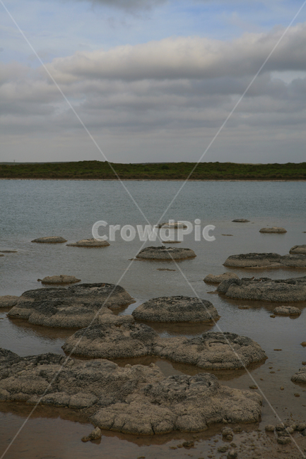 스트로마톨라이트,stromatolite,최초생명체,화석,석회암,미생물,박테리아,암석,산소,자연,풍경,nature,landscape,water,물,outdoors,옥외,ocean,대양,sea,바다,land,땅
