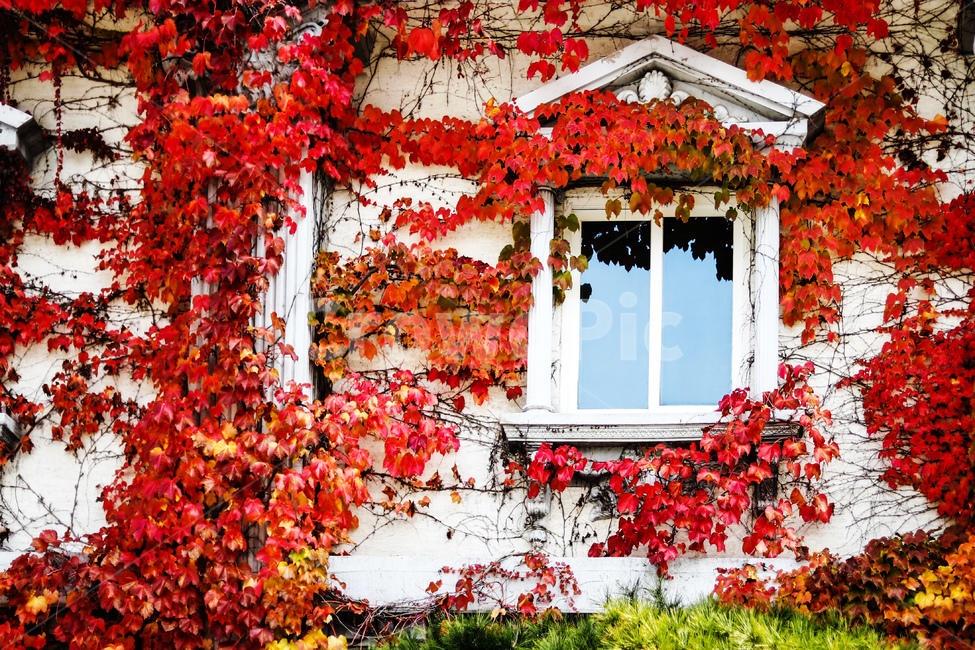 가을,나무,담쟁이,넝쿨,붉은색,가을,계절,fall,autumn,season,leaf,잎,plant,식물