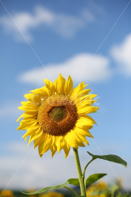 해바라기,식물,가을,풍경,꽃,sunflower,감성,plant,flower,따뜻함,희망,자연,emotion,feeling,nature,autumn,노란색,컬러,아름다운,힐링,꽃배경,분위기,색감,식물,자연,plants,nature,꽃,flower