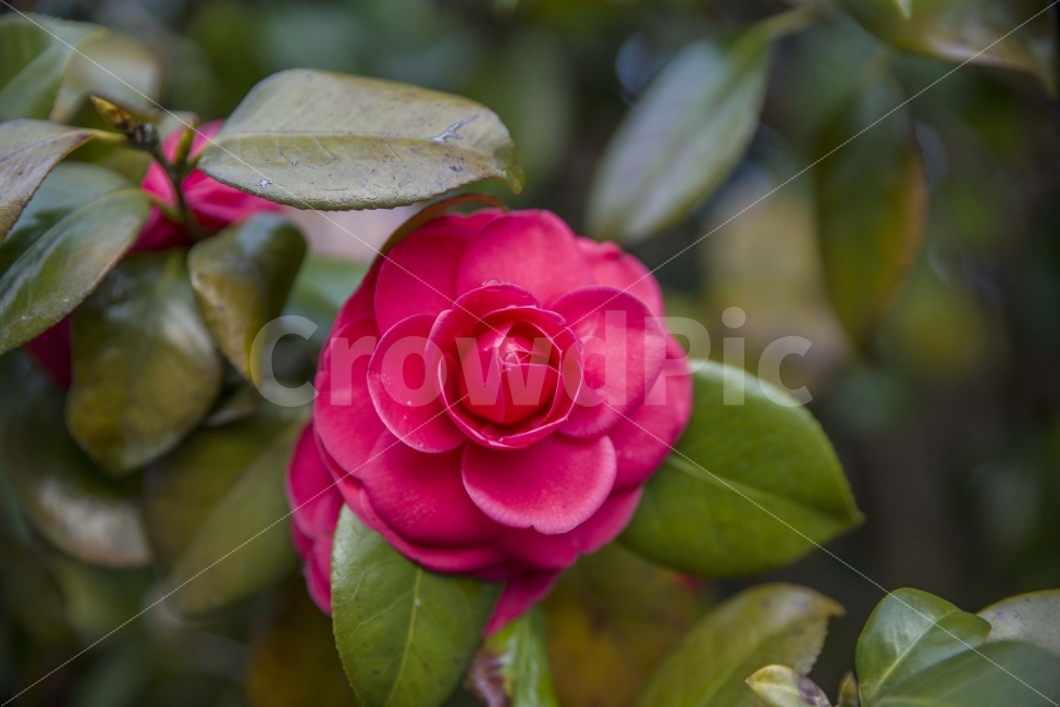 봄,봄꽃,풍경,시골,장미,식물,자연,plants,nature,꽃,flower