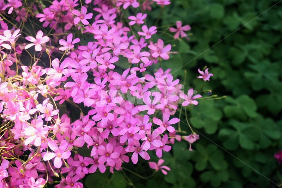 꽃,자연,flower,식물,따스한,봄,식물,자연,plants,nature,꽃,flower