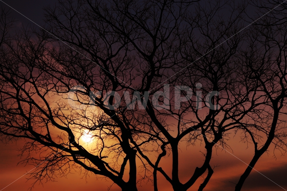 풍경,나무,노을,여행,식물,겨울,계절,winter,season,식물,자연,plants,nature,나무,trees,wood,실루엣,그림자,silhouette,shadow
