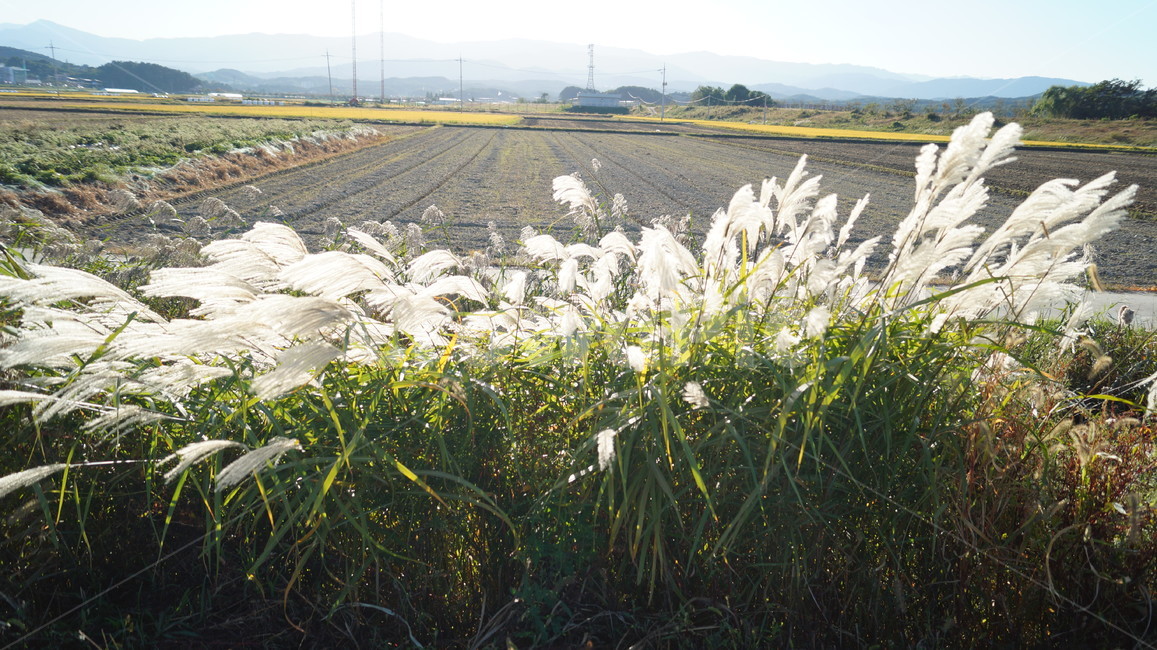 갈대,가을,녹색,하늘색,바람,식물,자연,plants,nature