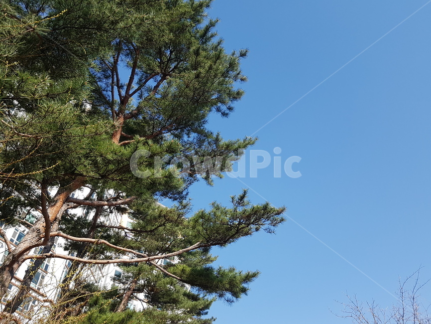 나무,산책로,소나무,꽃나무,하늘,나무길,기울어짐,농원,잔디길,돌길,봄,햇살,고요함,식물,자연,plants,nature,나무,trees,wood