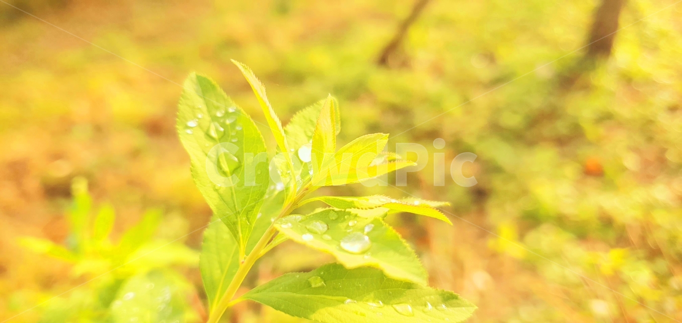 잎,식물,이슬,plant,leaf,식물,자연,plants,nature