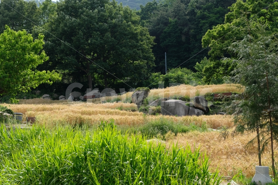 시골,농사,밭,보리밭,시골풍경,여름시골,여름밭,보리,나무,숲,초록피드,산,풀,풀숲,갈대,자연,풍경,nature,landscape,여름,계절,summer,season,시골,마을,country,rural,town,outdoors,옥외,grassland,목초지,field,들