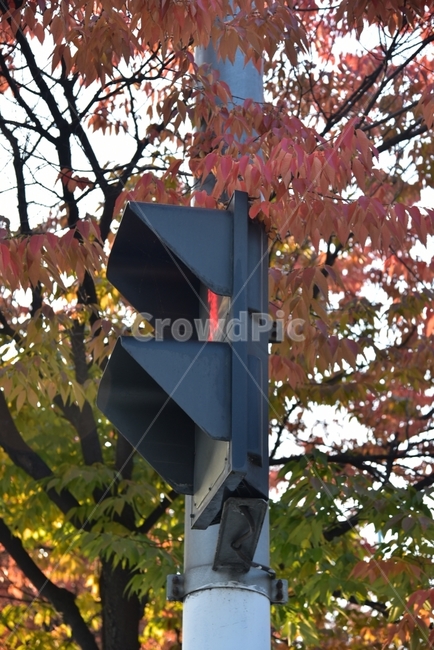 신호등,가을,단풍,낙엽,빨간불,정지신호,교통,교통수단,traffic,transportation