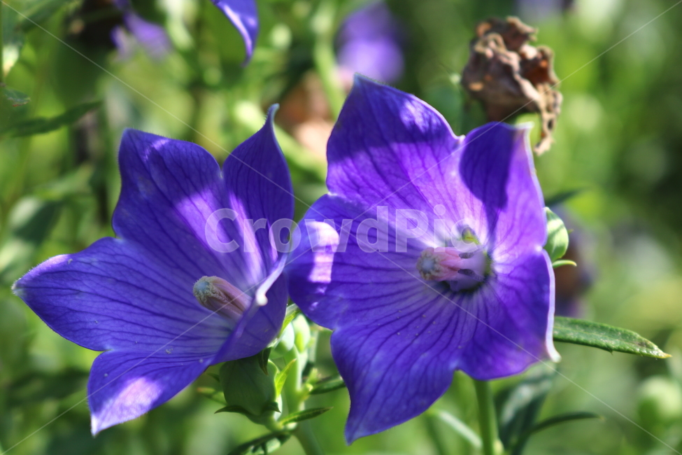 꽃,도라지꽃,도라지,식물,야생화,보라색꽃,자연,들꽃,식물,자연,plants,nature,꽃,flower