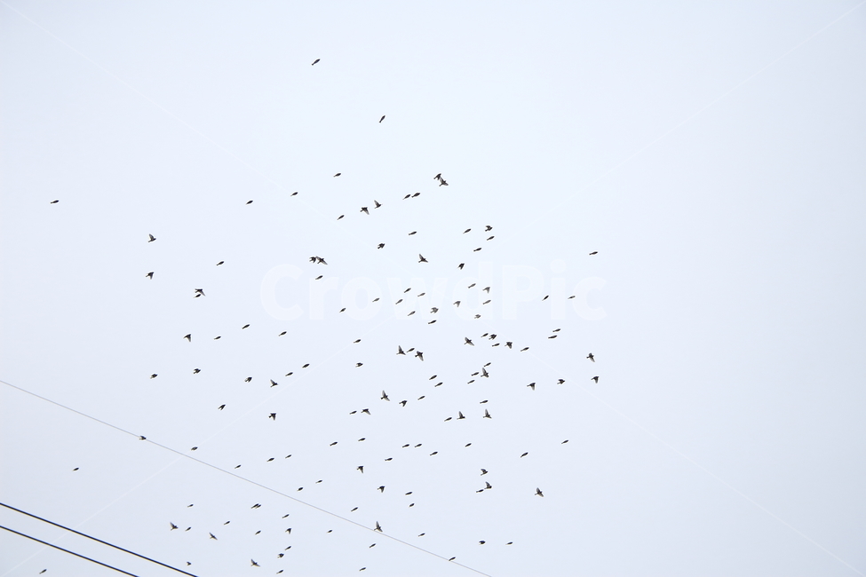 숲,새,날다,나무,하늘,동물,animal,조류,새,birds