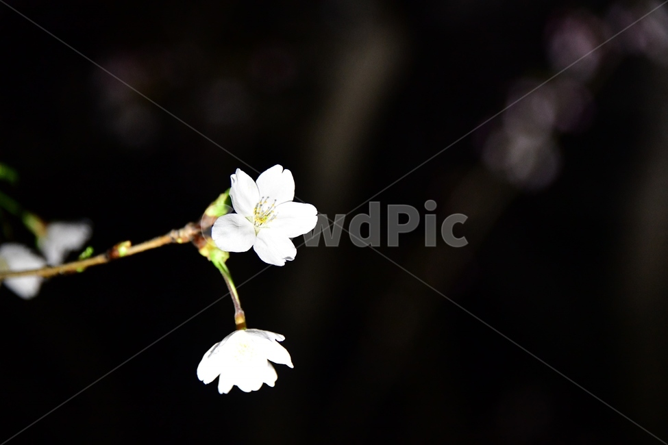 벚꽃,나무,봄,식물,조명,plant,꽃,blossom,flower,밤,야간