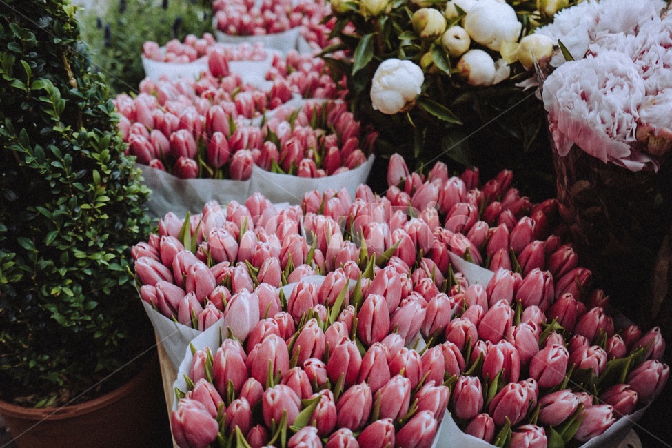 네덜란드,꽃,튤립,나무,식물,꽃,flower