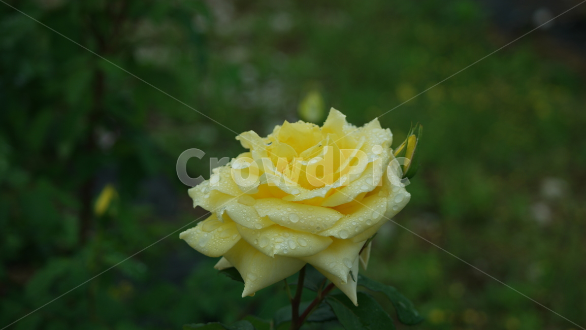 장미,장미원,장미꽃,백장미,로즈,로즈가든,식물,자연,plants,nature,꽃,flower