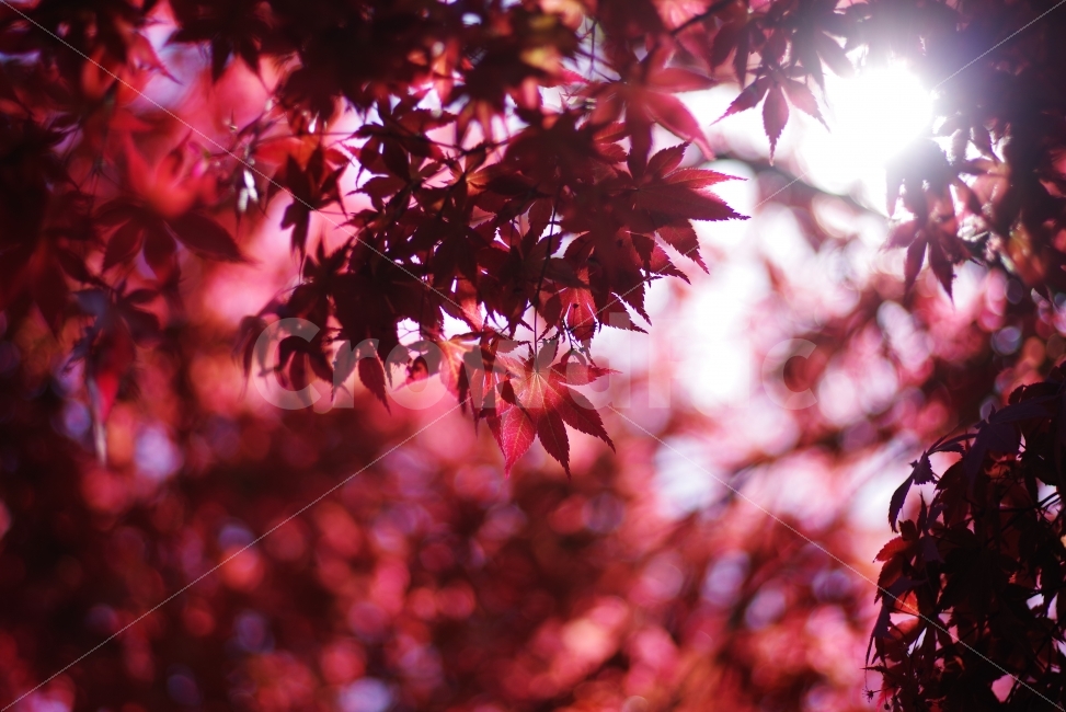 단풍,단풍잎,빨강,붉은,빛,태양,햇빛,자연,나무,나뭇잎,maple,red,light,bright,sun,sunshine,natural,nature,tree,plant,redmaple,leaf,redleaf,autumn,autumnleaf,beauty,beautiful,background,가을,계절,fall,autumn,season,식물,자연,plants,nature,색깔,색상,색채,색감,color sense,color sensitivity,feeling of color,잎