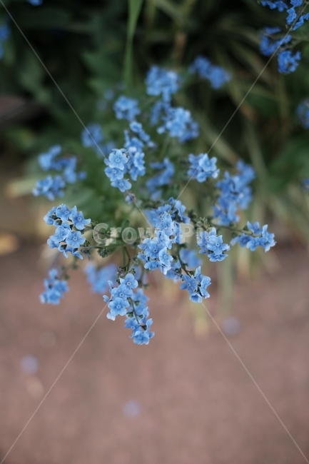 꽃,물망초,중국물망초,forgetmenot,시노글로섬,파란색,파란꽃,나를잊지말아요,나를잊지마세요,cynoglossum,식물,자연,plants,nature,꽃,flower