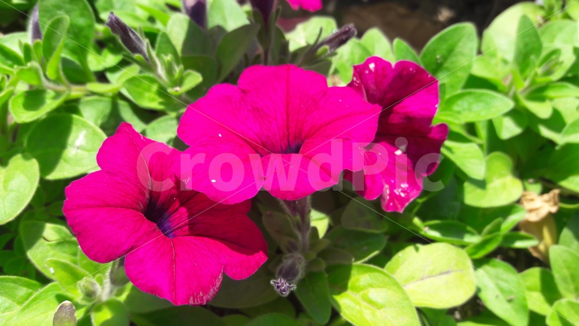 꽃,페튜니아,마음의평화,자유공원,나팔,식물,자연,plants,nature,꽃,flower