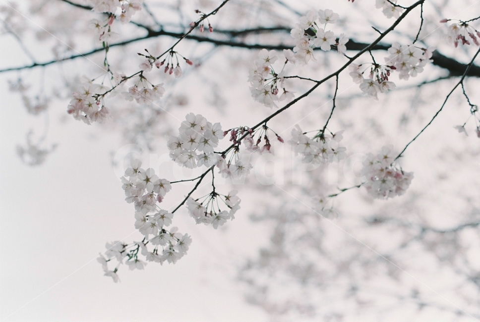 봄,벚꽃,4월,서대문안산자연공원,필름사진,봄,계절,spring,season,식물,자연,plants,nature,꽃,flower,감성,sensible,feeling,plant,blossom,cherry blossom