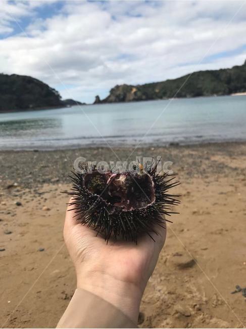 sealife,해양생물,animal,동물,성게,신체일부,몸,body