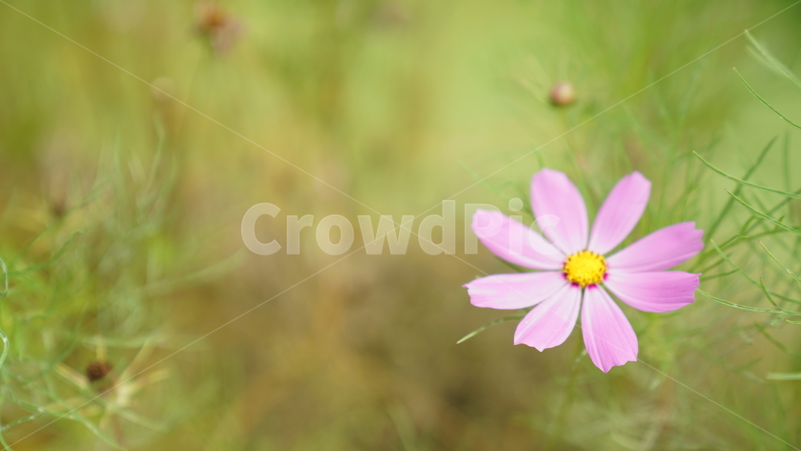 코스모스,꽃,자연,식물,계절,바탕화면,flower,nature