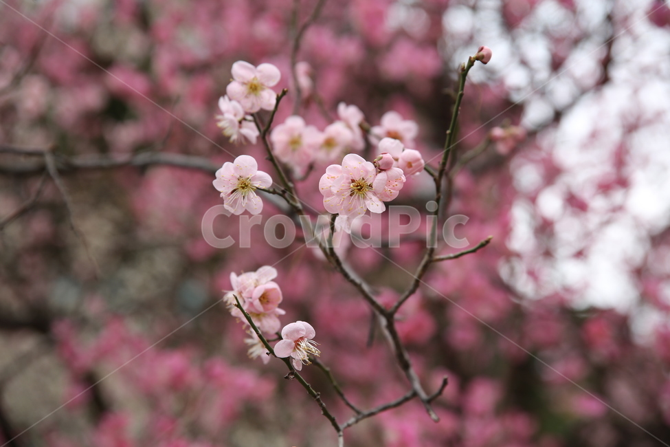봄,매화,분홍,아름다움,꽃,꽃봉오리,꽃봉우리,봄,계절,spring,season,식물,자연,plants,nature,꽃,flower,plant,blossom