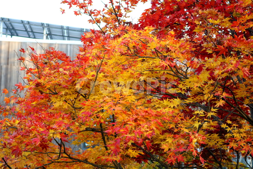 단풍,단풍나무,나무,식물,가을,자연,가을,계절,fall,autumn,season,식물,자연,plants,nature,나무,trees,wood,plant,leaf,잎,tree,maple