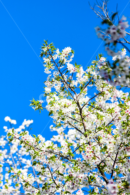 벚꽃,봄,봄꽃,꽃,식물,자연,핑크,핑크색꽃,계절,시즌,spring,春,スプリング,桜,벚나무,하늘,파란색,봄,계절,spring,season,식물,자연,plants,nature,꽃,flower,plant,blossom