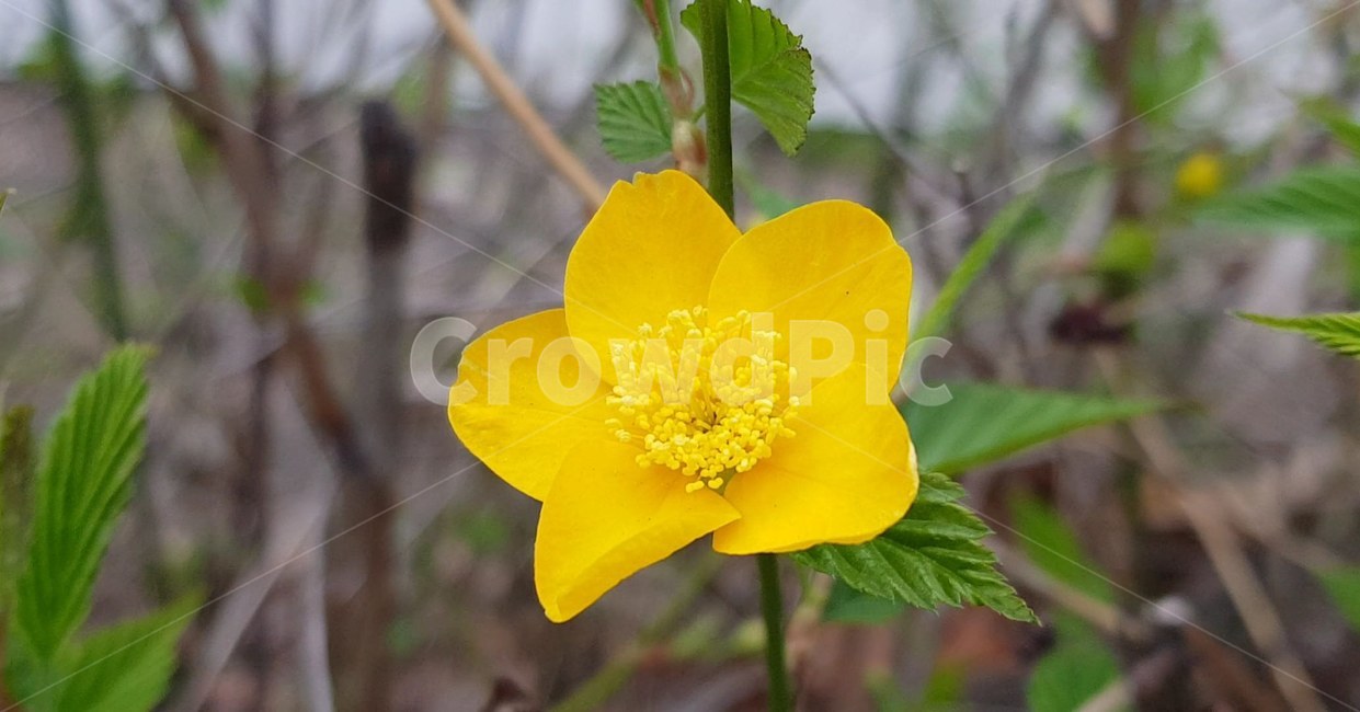 plant,식물,cherryblossom,flower,blossom,꽃,꽃길,노랑꽃