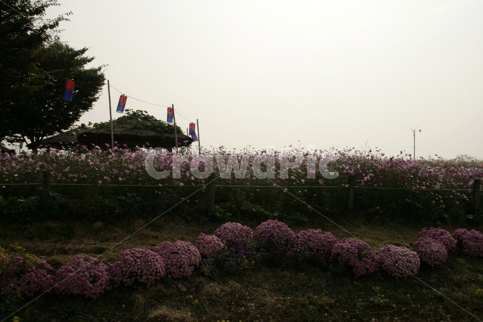 코스모스,가을,공원,청사초롱,지붕,하늘,풍경,자연,풍경,nature,landscape