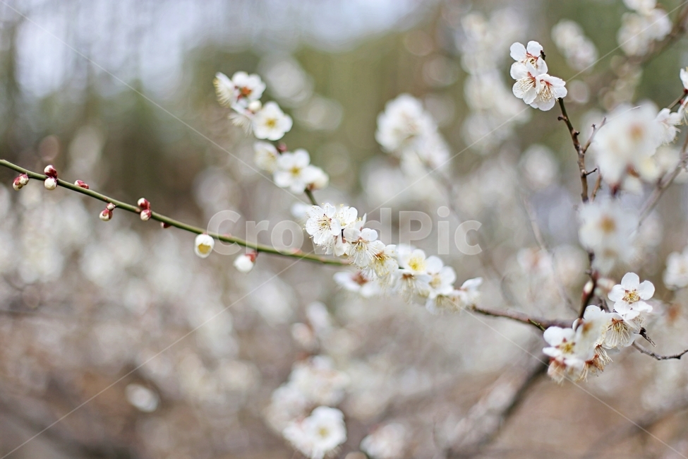 매화,매화꽃,꽃,flower,매화나무,봄,계절,spring,season,식물,자연,plants,nature,꽃,flower,plant,blossom