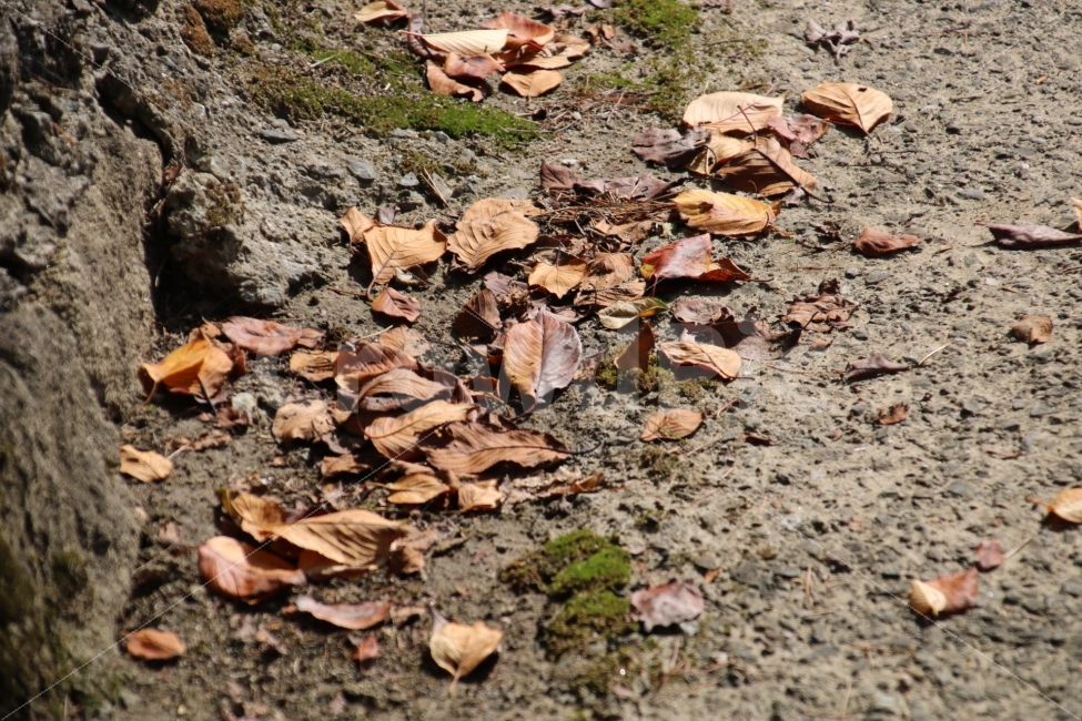 낙엽,가을날의하루,행복한날,감성사진,2017,가을,계절,fall,autumn,season,ground,바닥,plant,식물,leaf,잎