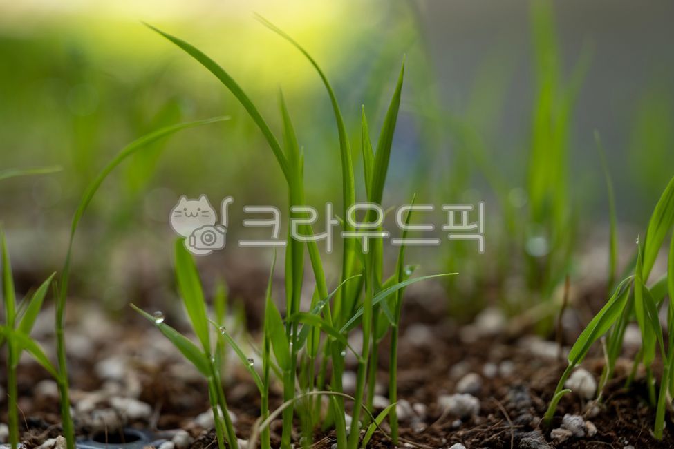 벼,새싹,볍씨,모,모내기,쌀,자연,봄,들판,성장,물,식물,초록,잎,농업,씨,농장,흙,soil,토양