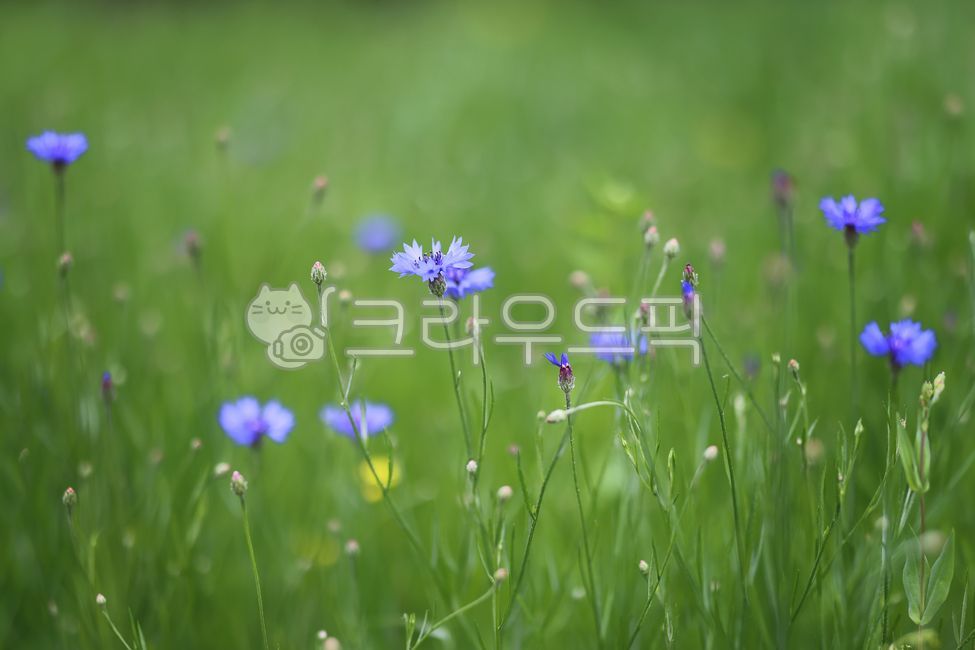 수레국화,국화,꽃,식물,봄꽃,들꽃