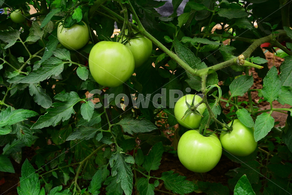 토마토,채소,건강식품,열매,tomato,소스,쥬스,케첩,케찹,스파게티재료,풋풋한,싱싱한,신선한,밭농사,green,plant,fresh,식물,자연,plants,nature,채소,야채,vegetables
