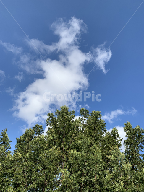 nature,자연,sky,날씨,weather,하늘,cloud,구름,나무,공원