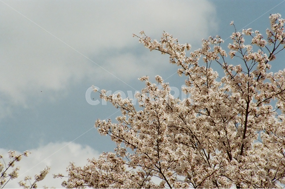벚꽃,하늘,벚꽃나무,봄,나무,필름사진,필름,감성사진,감성,구름,꽃축제,꽃,flower,sakura,축제,film,filmphotography,spring,sky,cloud,봄,계절,spring,season,식물,자연,plants,nature,꽃,flower,나무,trees,wood,plant,blossom