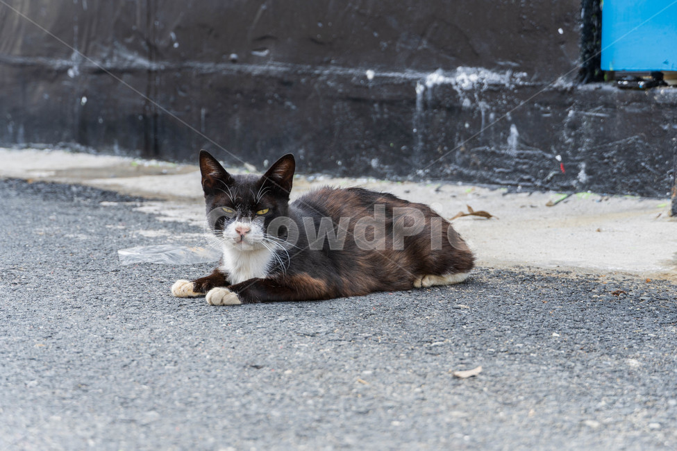 검정색고양이,반려묘,길고양이,시크한고양이,야옹,동물,animal,포유류,mammal,고양이,cat,kitten,kitty