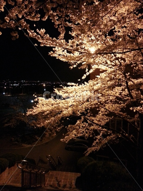 벚꽃,cherryblossom,꽃,야경,밤,나무,night,봄,아름다운,우아한,예쁜,flowers,beautiful,spring,불빛,lights,조명,봄,계절,spring,season,야경,밤,풍경,nightscape,night,landscape,plant,식물,cherry blossom,blossom,flower