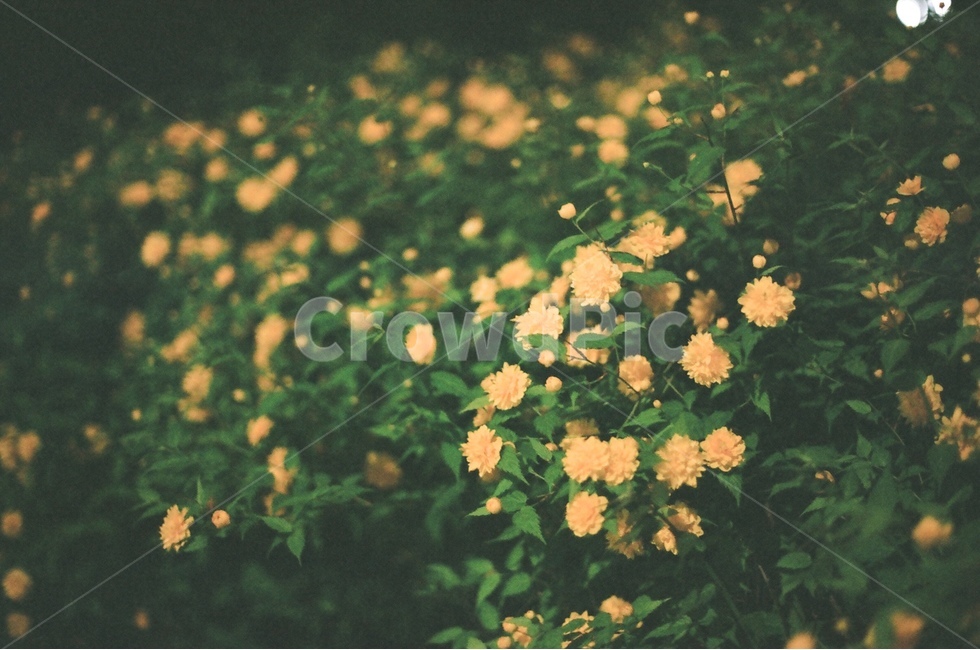 꽃,필름사진,film,night,nightscape,식물,자연,plants,nature,꽃,flower,감성,sensible,feeling