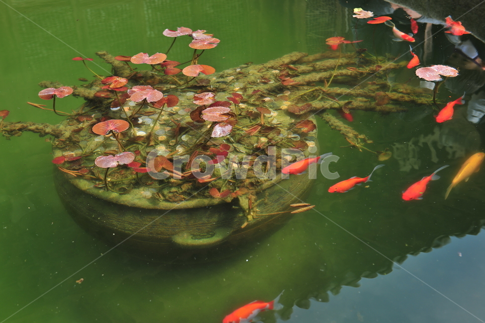 반영,연잎,연꽃,연못,수족관,금분어,잉어,water,물,fish,물고기