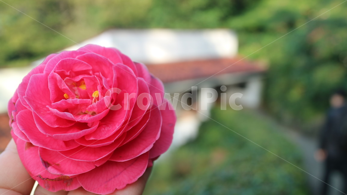동백,동백꽃,꽃,자연,camellia